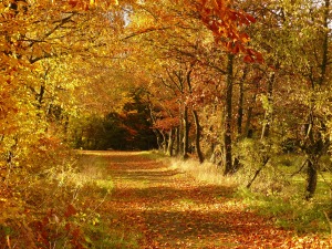 _absolutely_free_photos_original_photos_beautiful-colorful-autumn-leaves-3072x2304_30664